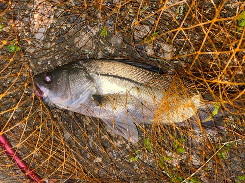 セイゴ（マルスズキ）の釣果