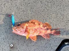 アラカブの釣果