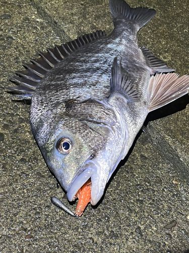 チヌの釣果