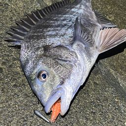 チヌ