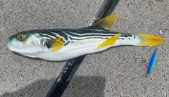 シマフグの釣果