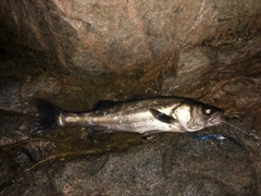 マルスズキの釣果