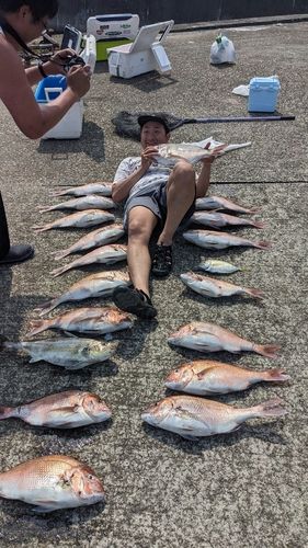 マダイの釣果