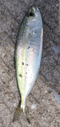 メアジの釣果
