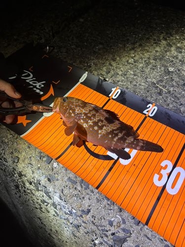 キジハタの釣果