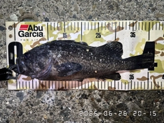 クロソイの釣果