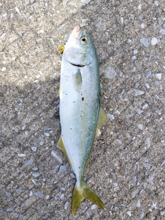ツバスの釣果