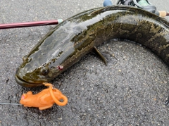 ライギョの釣果