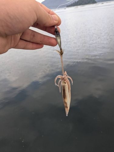 スルメイカの釣果