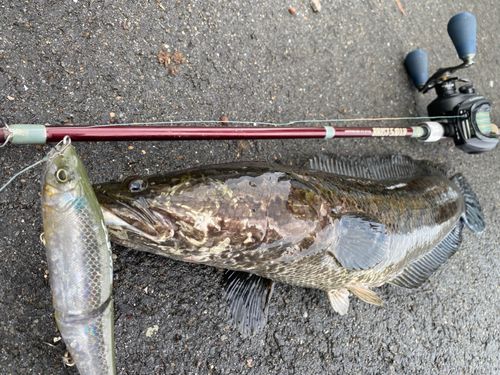 ライギョの釣果