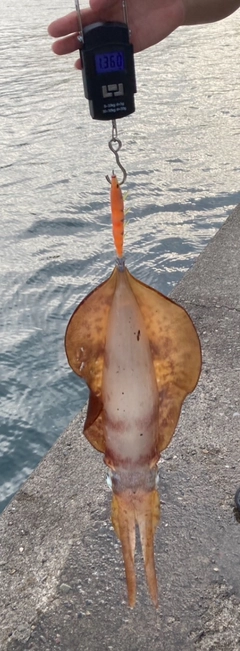 アオリイカの釣果