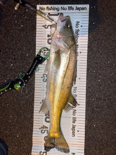 シーバスの釣果