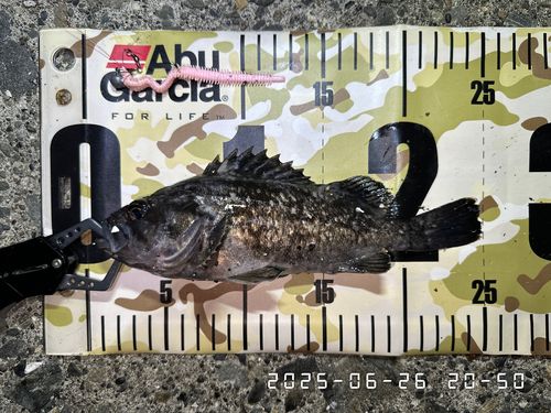 クロソイの釣果