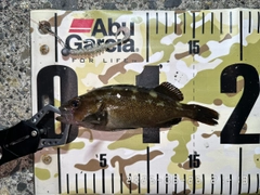 エゾメバルの釣果