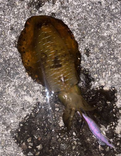アオリイカの釣果