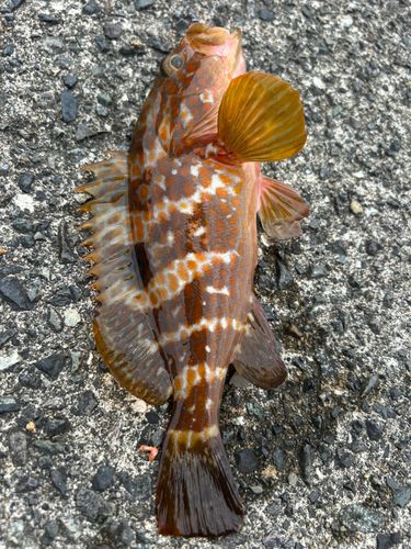 キジハタの釣果