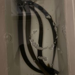 ウナギ