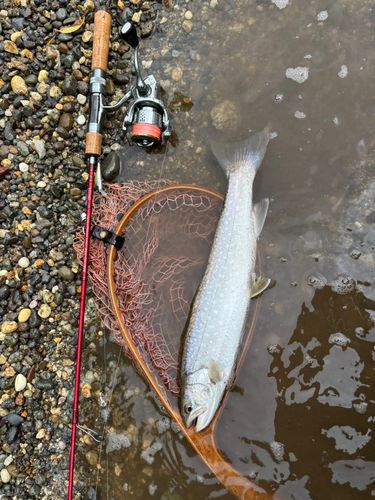 イワナの釣果