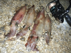 ケンサキイカの釣果