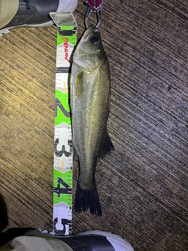 シーバスの釣果