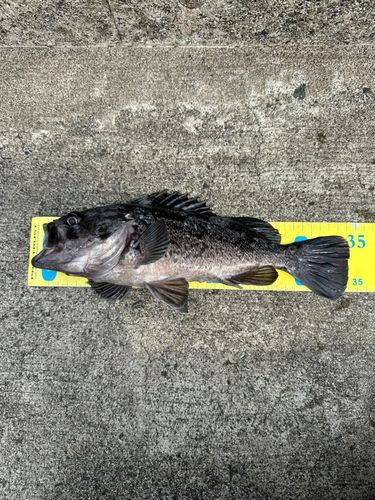 クロソイの釣果