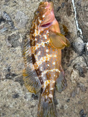 キジハタの釣果