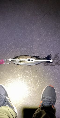 シーバスの釣果