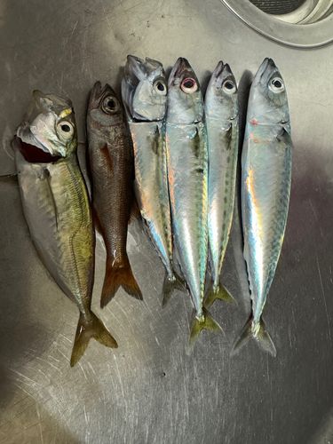 サバの釣果