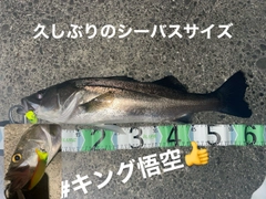 シーバスの釣果