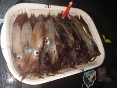 イカの釣果