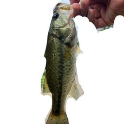 ラージマウスバス