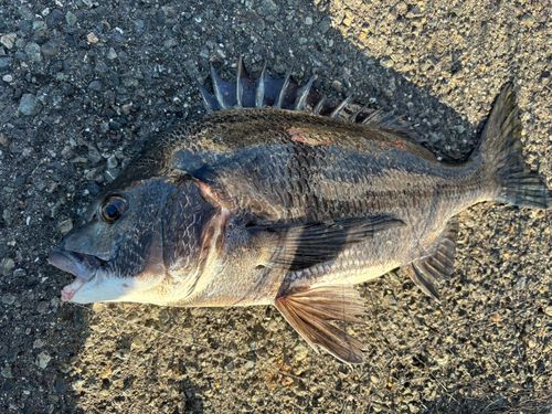 チヌの釣果