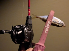 マアジの釣果