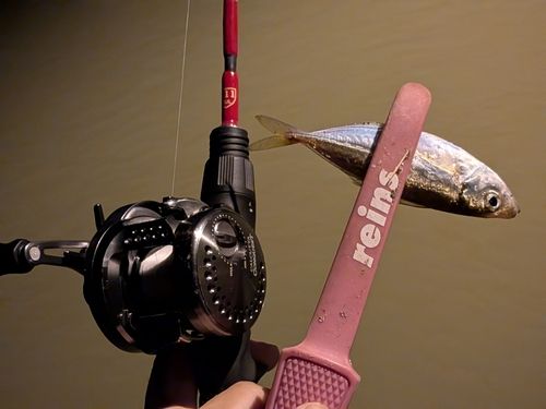 マアジの釣果