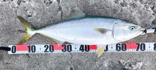 釣果