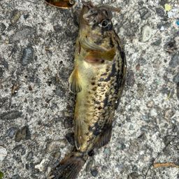 タケノコメバル