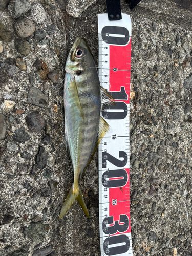 マアジの釣果