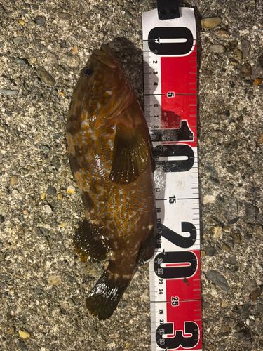 キジハタの釣果