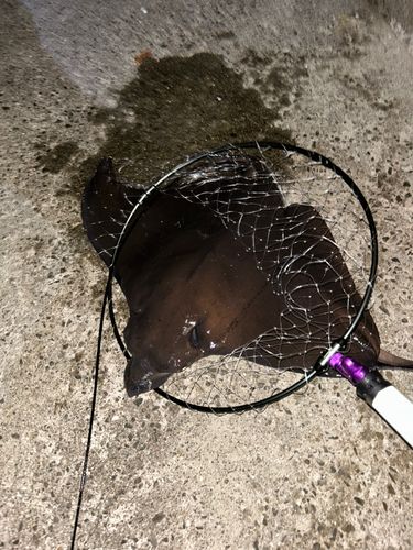 ナルトビエイの釣果