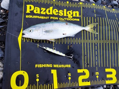 ワカシの釣果