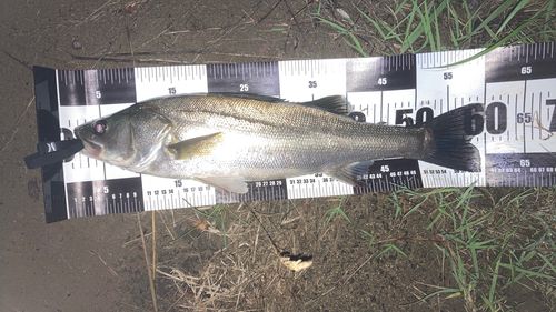 スズキの釣果