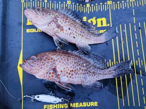 オオモンハタの釣果