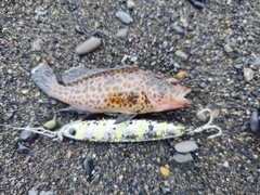 オオモンハタの釣果
