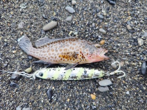 オオモンハタの釣果