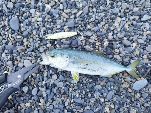 ワカシの釣果