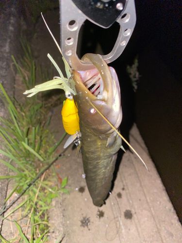 ナマズの釣果