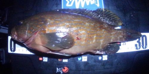ガシラの釣果