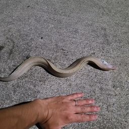 ウツボ