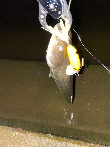 ナマズの釣果