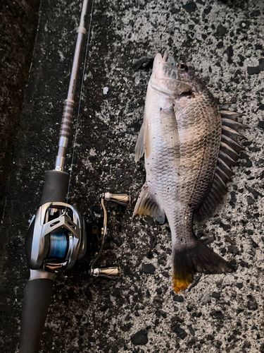 チヌの釣果
